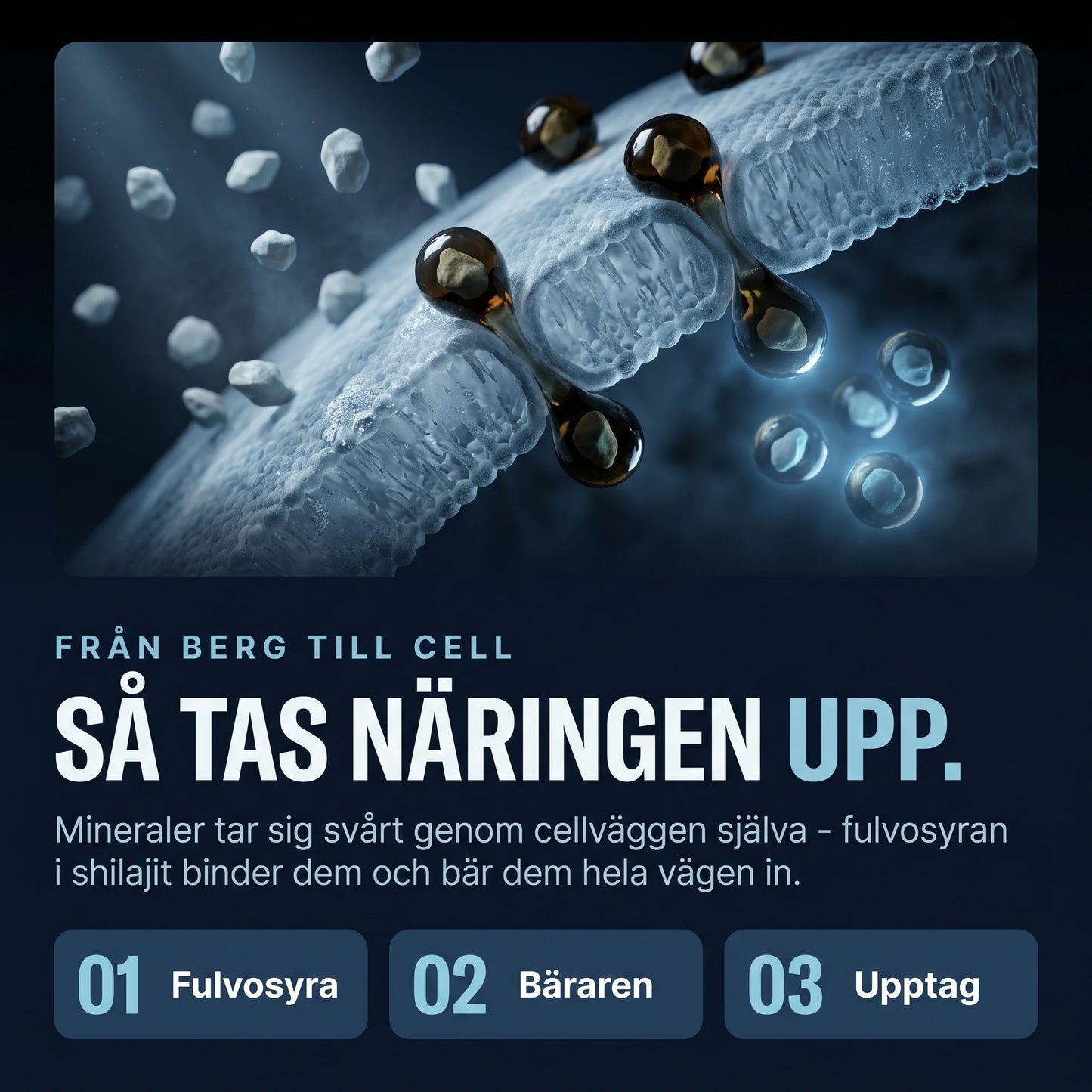 Naturligt Testostöd